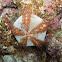 Sector sea urchin