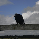 Common Raven