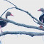 Black-Bellied Whistling Duck