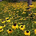 Black eyed Susan