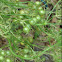 Coriander