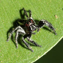Jumping Spider