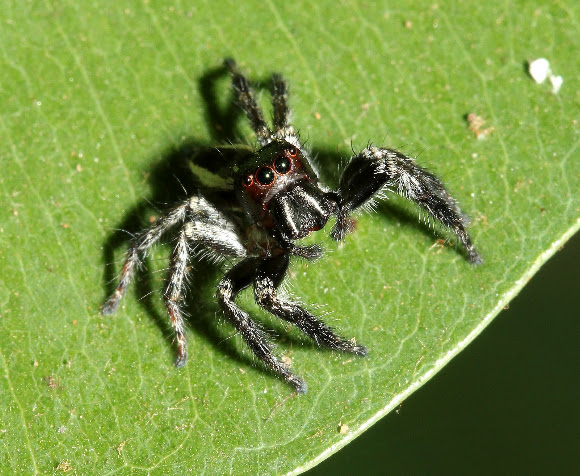 Spotting Image 1
