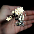 Orb Weaver Spider