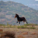 Mule