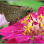Small Branded Swift Butterfly