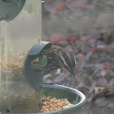 Red-Winged Blackbird (Juvenile)