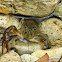 Crayfish