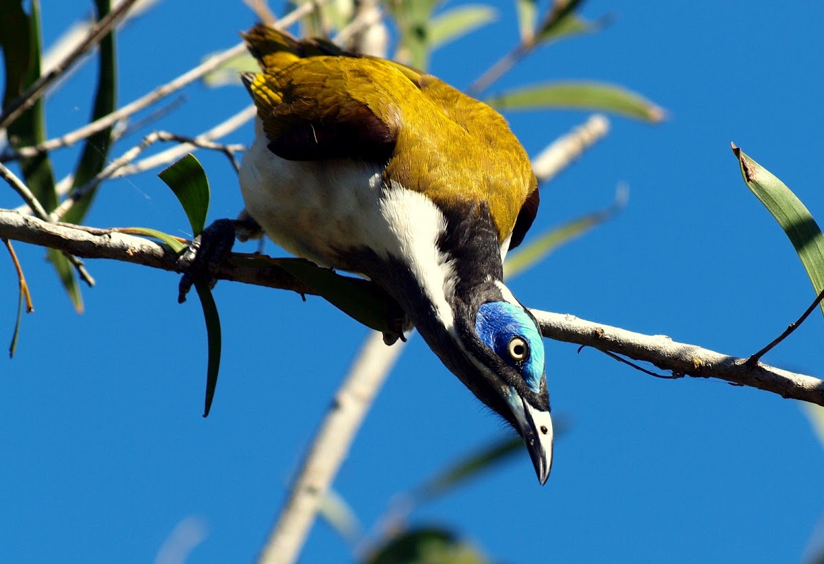 Blue-Faced Honeyeater
