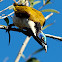Blue-Faced Honeyeater