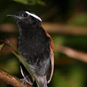 Black-bellied Gnateater