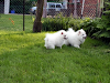 Pomerania Cachorro Para Adotion
