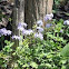 Wild Phlox