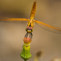 Crimson Dropwing (female)