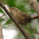 House wren