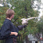 Barn Owl