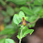 Chrysanthrax cypris