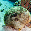 Cushion Star