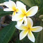 frangipani