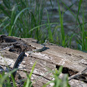 Common Garter Snake