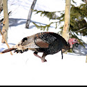 Wild Turkey