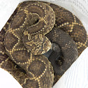 Cascabel - Rattlesnake