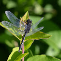Dot-tailed Whiteface