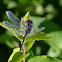 Dot-tailed Whiteface