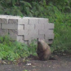 Woodchuck