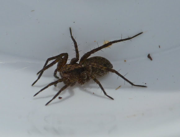 Spotting Image 1