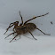 Shore spider