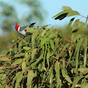 Red crested cardinal