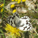 Medioluto ibérica- Iberian marbled white