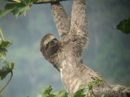 Spotting Image 1