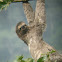 Bradypus variegatus