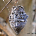 Common Garden Spider
