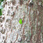 Leaf-Cutter Ant