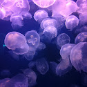 Moon Jellies