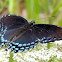 Red-Spotted Purple Butterfly