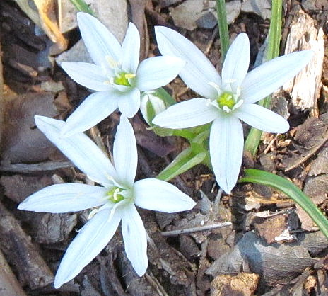 Star-of-Bethlehem