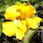Cat's claw vine