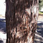California incense cedar