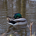 Mallard