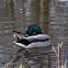 Mallard