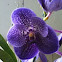 Vanda Orchid