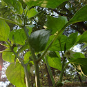 Sweet Bell Pepper 'California Wonder'