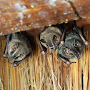Great fruit eating bat