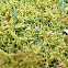 Fern moss