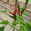 Dragon Pepper