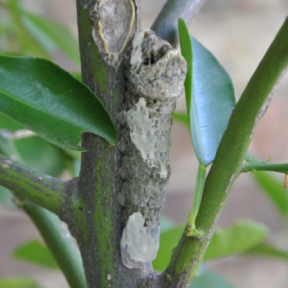 Spotting Image 1